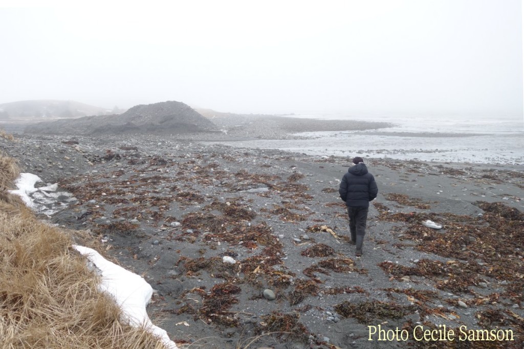 Photos Memories: Winter Walk to the Shore 2016
L’Ardoise 2016 – A winter walk on the beach at low tide. Normally you would expect snow and ice, but on this day, it was a not so typical winter day with fog and warm temperatures. No fear, tomorrow we’re expecting enough snow to make up for the last couple of weeks… 