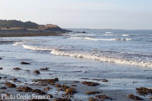 Cape Breton Living Photo of the Week: Seaweed along the shore of Chapel cove