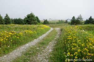 Cape Breton Living Photo of the Week: L'Ardoise wildflowers