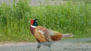 Cape Breton Living Photo of the Week: Pheasant Walking down the Road - L'Ardoise