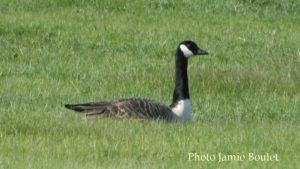 Cape Breton Living Photo of the Week: Canada Goose