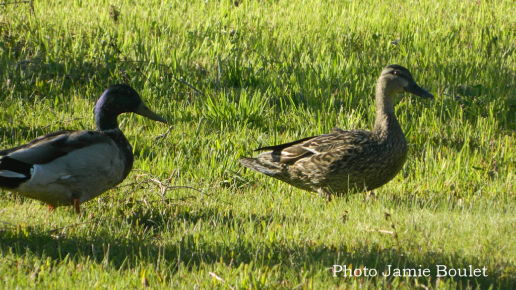 Mallard ducks on green grass