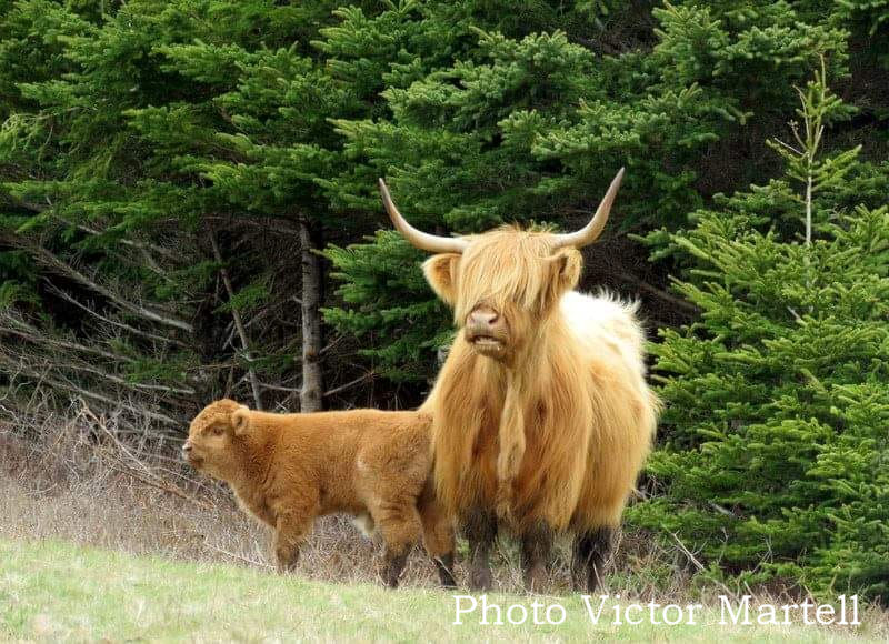 Cape Breton Living Photo of the Week: Highland Cattle - L'Ardoise