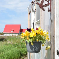 Cape Breton Photo of the Week: Little Greenhouse - L'Ardoise