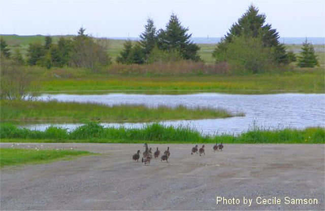 Cape Breton Living Photo Memories: Family Walk on  Chapel Cove Rd 2008
"In every walk with nature, one receives far more than he seeks" - John Muir
